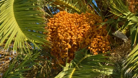 Tropical palm tree with ripe orange fruits Stock Footage 334656639