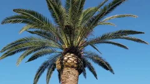 Tropical palm tree rotating shot from below, slow motion Video stock 132213825