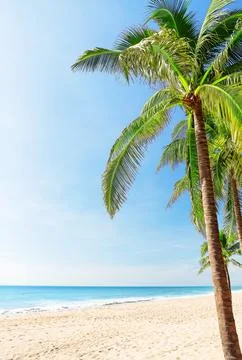 Tropical palm tree on sandy beach in Mui Ne, Vietnam with blue sky and ocea.. Stock Photos