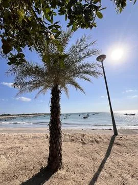 Tropical Palm Tree on Sandy Beach with Blue Ocean Under Sunny Clear Sky Stock Photos