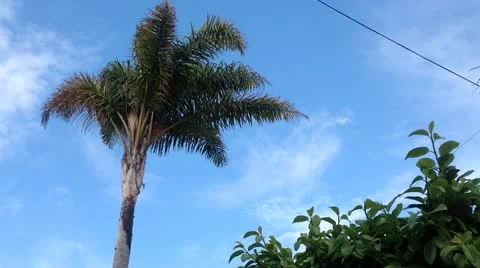 Tropical Palm Tree Sky Stock Footage 10958859