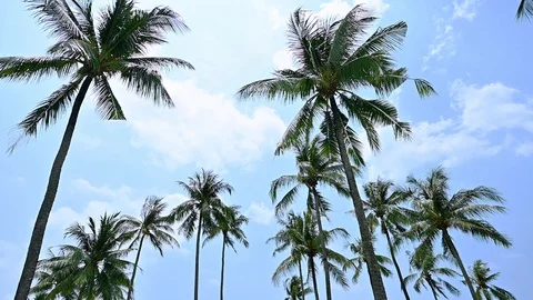 Tropical palm tree with sun light on blue sky. Stock Footage 129681515