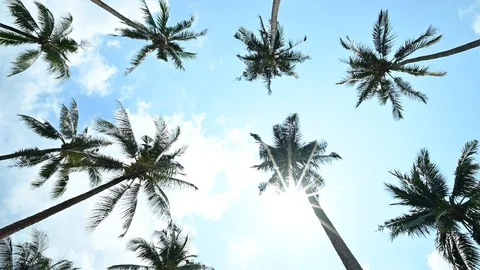 Tropical palm tree with sun light on blue sky. Summer vacation Stock Footage 129682471