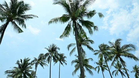 Tropical palm tree with sun light on blue sky. Summer vacation Stock Footage 129682668