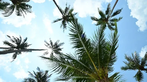Tropical palm tree with sun light on blue sky. Summer vacation and nature Stock Footage 129682707
