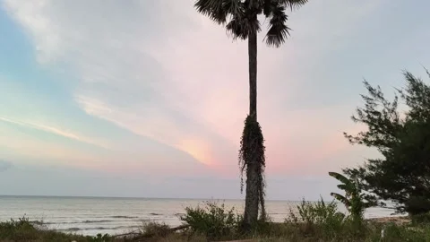 Tropical Palm Tree at Sunset on Serene Ocean Beach Stock Footage 341505979