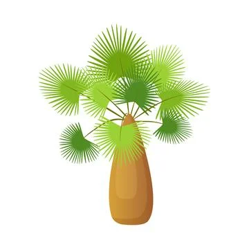 Tropical palm tree with thick trunk of barrel shape and green leaves on branches Stock Illustration