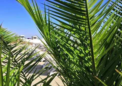 Tropical Palm Tree through Leaf Passes Sun. Effect faded retro photo. Stock Photos