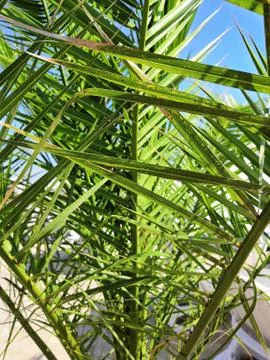 Tropical Palm Tree through Leaf Passes Sun. Effect faded retro photo. Stock Photos