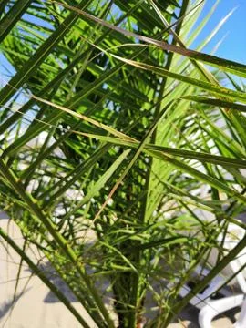 Tropical Palm Tree through Leaf Passes Sun. Effect faded retro photo. Stock Photos