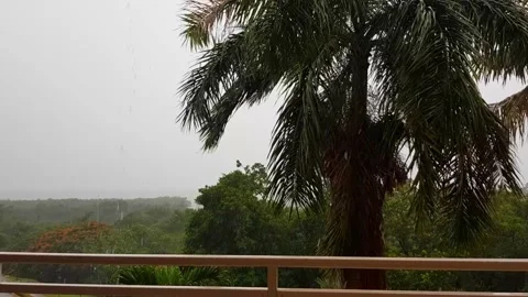 Tropical palm tree under the rain Stock Footage 151086900