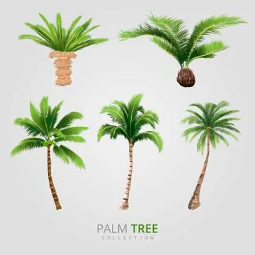 Tropical palm tree vector set Stock Illustration