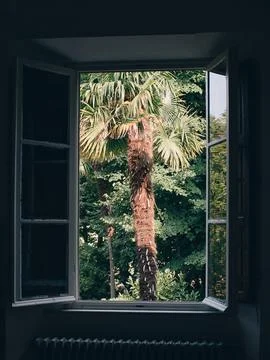 Tropical Palm Tree View from Open Window Stock Photos