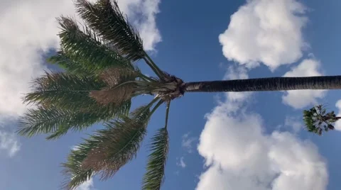 A tropical palm tree in a warm holiday country is in motion catching wind Stock Footage 268177953