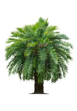 Tropical palm tree on white Stock Photos