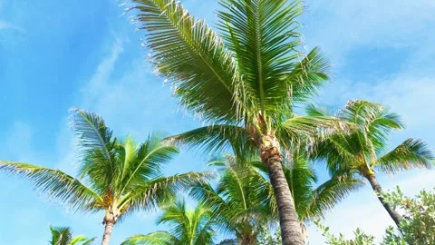 Tropical Palm Trees Against Bright Blue Sky with Copy Space Stock Footage 345831255