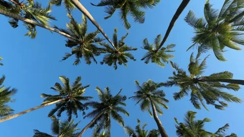 Tropical palm trees against clear blue sky and sunlight create serene atmosphere Stock Footage 277111894