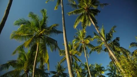Tropical palm trees against clear blue sky and sunlight create serene atmosphere Stock Footage 277560017