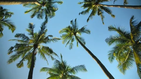 Tropical palm trees against clear blue sky and sunlight create serene atmosphere Stock Footage 277560076