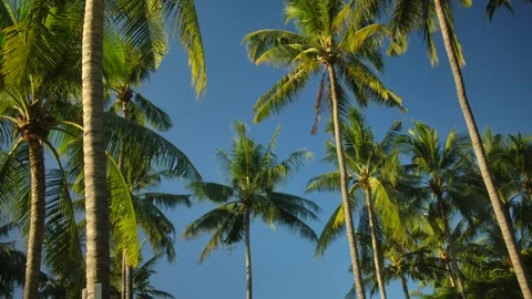 Tropical palm trees against clear blue sky and sunlight create serene atmosphere Stock Footage 277560193