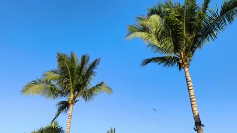 Tropical Palm Trees Against Clear Background Blue Sky in Sunny Weather Stock Footage 343395454