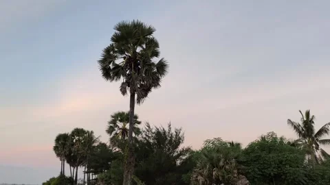 Tropical Palm Trees Against Soft Sunset Sky - Serene Nature Landscape Stock Footage 341505917