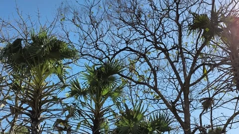 Tropical Palm Trees and Bare Branches Against Clear Blue Sky with Sun Flare Stock Footage 341508058