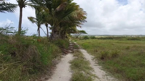 Tropical Palm trees and Coconut trees Video stock 88567078