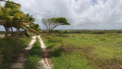Tropical Palm trees and Coconut trees Video stock 88567151