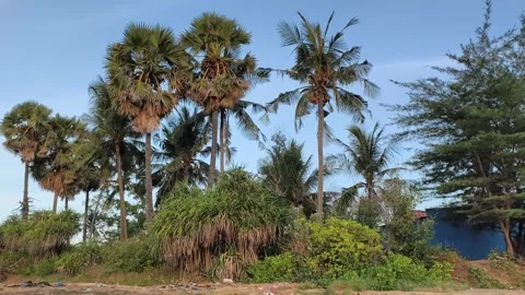 Tropical Palm Trees and Coconut Palms Under Clear Blue Sky Stock Footage 341504963