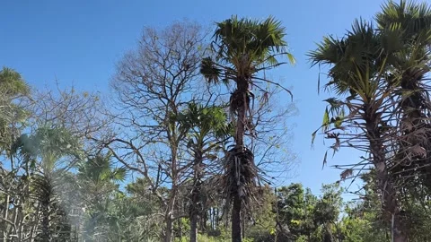 Tropical Palm Trees and Exotic Flora against Clear Blue Sky 스톡 동영상 341508049