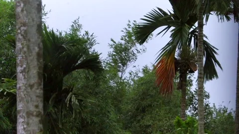 Tropical palm trees and lush bamboo vegetation in a rural natural landscape Video stock 336533575