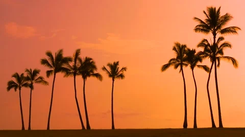 Tropical palm trees and sunset Stock Footage 66654696