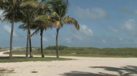 Tropical Palm Trees on the Beach Stock Footage 283639