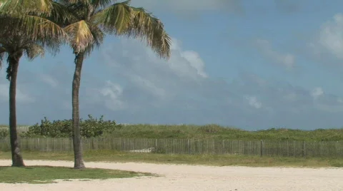 Tropical Palm Trees on the Beach Stock Footage 283640