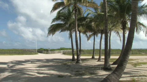 Tropical Palm Trees on the Beach Stock Footage 283651