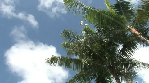 Tropical Palm Trees on the Beach Stock Footage 284229