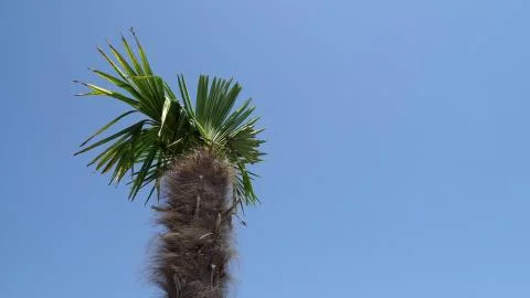 Tropical palm trees on a beach Stock Photos