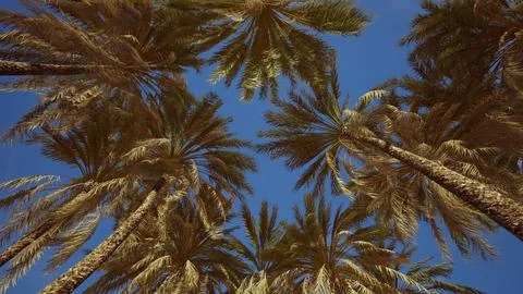 Tropical palm trees from below 스톡 일러스트