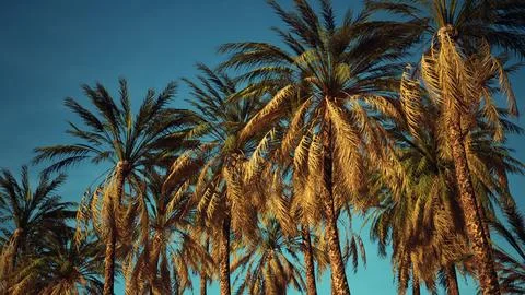 Tropical palm trees from below Stock Illustration
