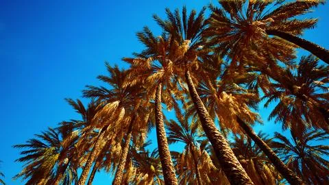 Tropical palm trees from below Stock Illustration