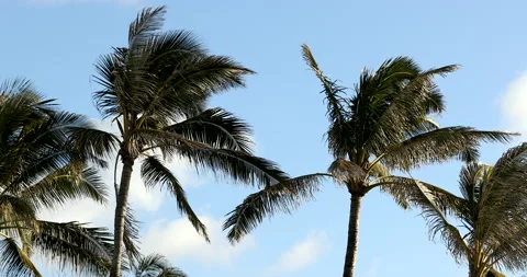 Tropical Palm Trees Blowing in the Wind in Hawaii Stock Footage 171526080
