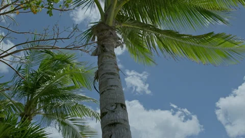 Tropical Palm Trees Blowing in Wind 動画素材 331393234