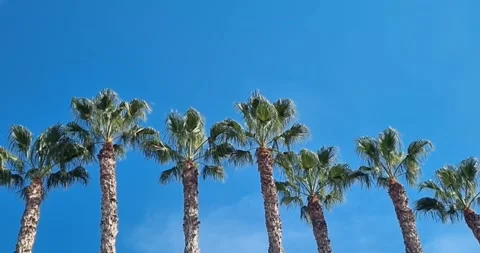 Tropical palm trees on blue sky background Stock Footage 319292805