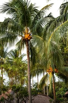 Tropical palm trees with coconuts presenting vacation lifestyle Stock Photos