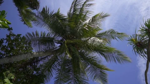 Tropical palm trees with coconuts swing in the wind. Blue sky. Maldives Stock-Footage 115782811