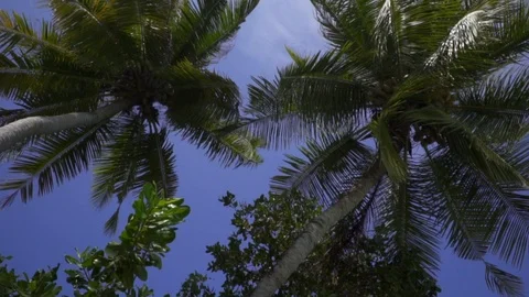 Tropical palm trees with coconuts swing in the wind. Blue sky. Maldives Stock Footage 115782822