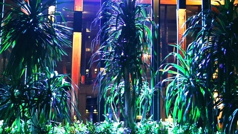 Tropical palm trees, Colourful lights. A plant on the street in Thailand. Stock Footage 91657166
