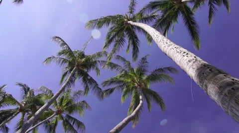 Tropical Palm trees with deep blue sky Stock Footage 61911119