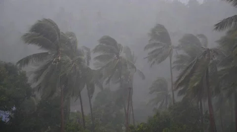 Tropical Palm Trees During Hurricane with Heavy Rain Stock Footage